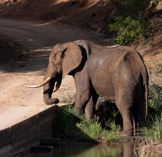 Olifanten in het Kruger Nationaal Park
