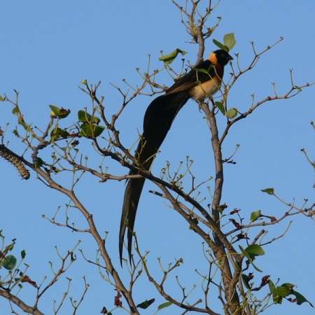 Long-tailed Paradise Whydah.